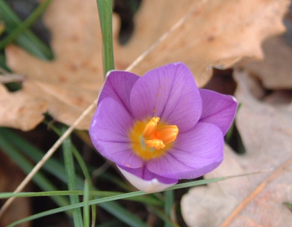 Zafferano selvatico - Crocus longiflorus